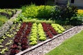 Flowerbed, decorative plants, grass Royalty Free Stock Photo