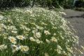 Flowerbed is densely planted with white daisies growing along the sidewalk of a private house in the countryside