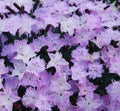 Flowerbed of Dianthus barbatus Royalty Free Stock Photo
