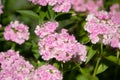 Flowerbed of Dianthus barbatus. Color photo of flowers. Photo for backgrounds Royalty Free Stock Photo