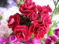 Flowerbed of Dianthus barbatus. Royalty Free Stock Photo