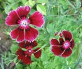 Flowerbed of Dianthus barbatus. Royalty Free Stock Photo