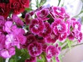 Flowerbed of Dianthus barbatus. Royalty Free Stock Photo