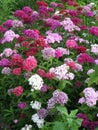 Flowerbed of Dianthus barbatus. Royalty Free Stock Photo