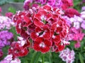 Flowerbed of Dianthus barbatus. Royalty Free Stock Photo