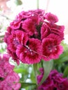 Flowerbed of Dianthus barbatus. Royalty Free Stock Photo