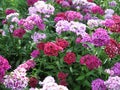 Flowerbed of Dianthus barbatus. Royalty Free Stock Photo