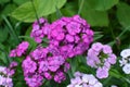 Sweet William Flowers.Flowerbed of Dianthus barbatus in garden Royalty Free Stock Photo