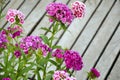 Flowerbed dianthus barbatus Royalty Free Stock Photo