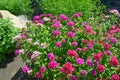 Flowerbed dianthus barbatus