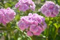Flowerbed dianthus barbatus. Pink summer flowers Royalty Free Stock Photo