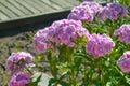 Flowerbed dianthus barbatus. Pink summer flowers