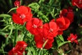 Flowerbed of Dianthus barbatus Sweet William Royalty Free Stock Photo