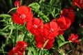 Flowerbed of Dianthus barbatus Sweet William