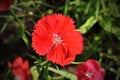 Flowerbed of Dianthus barbatus Sweet William Royalty Free Stock Photo