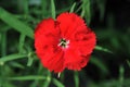 Flowerbed of Dianthus barbatus Sweet William Royalty Free Stock Photo