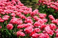Flowerbed of double pink tulips in park at spring Royalty Free Stock Photo