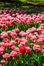 Flowerbed of double pink tulips in park at spring Royalty Free Stock Photo