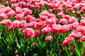 Flowerbed of double pink tulips in park at spring Royalty Free Stock Photo