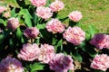 Flowerbed of double tulips in park at spring Royalty Free Stock Photo