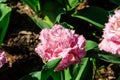 Flowerbed of double tulips in park at spring Royalty Free Stock Photo