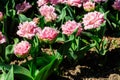 Flowerbed of double tulips in park at spring Royalty Free Stock Photo
