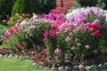 Flowerbed flowering phlox in the garden