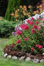 Flowerbed flowering phlox in the garden Royalty Free Stock Photo