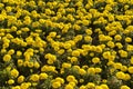 Carpet of yellow marigolds Royalty Free Stock Photo