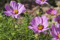 Flowerbed with flowers of cosmea Royalty Free Stock Photo