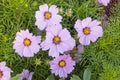 Flowerbed with flowers of cosmea Royalty Free Stock Photo