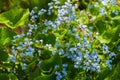 Flowerbed of forget-me-nots close-up. Brigh blue color.