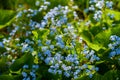 Flowerbed of forget-me-nots close-up. Brigh blue color.