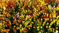 A closeup of bright colorful wallflowers.