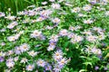 flowerbed full of profusely blooming lilac asters Royalty Free Stock Photo