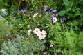 Flowerbed with wild growing white and pink summer flowers