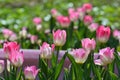 Flowerbed with gentle bright pink tulips, background, Royalty Free Stock Photo