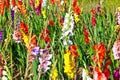 Flowerbed with gladiolus Royalty Free Stock Photo