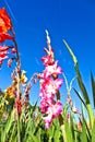 Flowerbed with gladiolus under blue sky Royalty Free Stock Photo