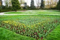 Fresh early spring purple, white and pink hyacinth bulbs, grown in the fowerbeds of the city park garden Royalty Free Stock Photo