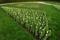 Fresh early spring purple, white and pink hyacinth bulbs, grown in the fowerbeds of the city park garden Royalty Free Stock Photo