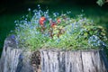 Flowerbed inside the stump, creative decision, flowers, theme summer, spring