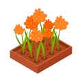 Flowerbed Isometric Icon