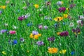 Flowerbed of June Royalty Free Stock Photo