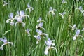 Flowerbed with lilac flowers of butterfly irises Royalty Free Stock Photo