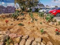 Flowerbed with lonely plants on the street of the tropical city of Sharm El Sheikh Egypt. Cacti, aloe and other desert flowers