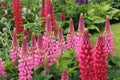 Flowerbed with lupinus polyphyllus, pink and red Royalty Free Stock Photo