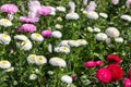 Flowerbed with many callistephus flowers white red pink, flower garden, background wallpaper horizontal. Daisy asters autumn bloom Royalty Free Stock Photo