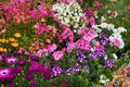 A flowerbed with many differnt plants. Royalty Free Stock Photo