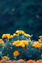Flowerbed with marigolds on blue-green background Royalty Free Stock Photo